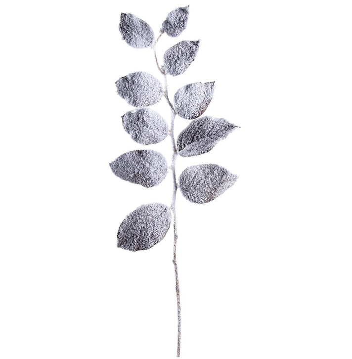 Vara Nieve Wintergreen